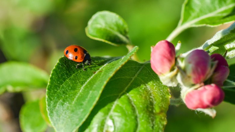 Ladybug on a blooming apple tree