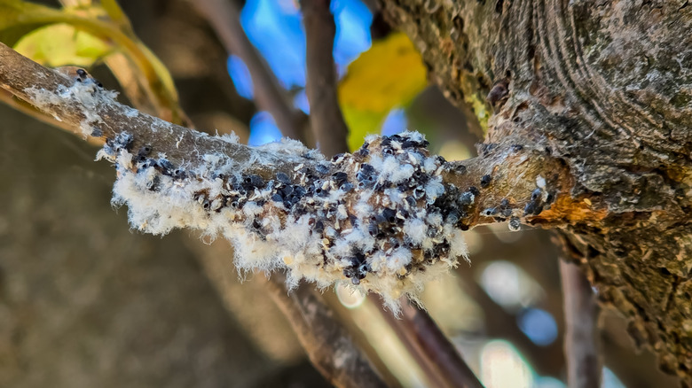 A close-up shot shows white, woolly aphids on a tree
