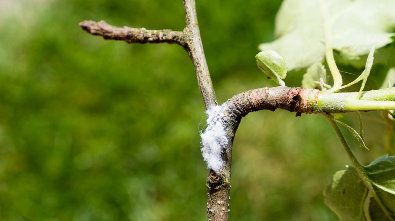 woolly aphids on apple tree branch