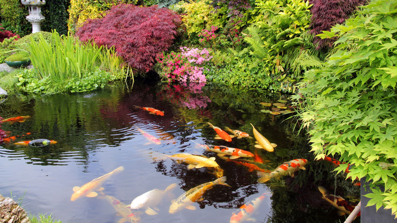 Backyard pond with fish