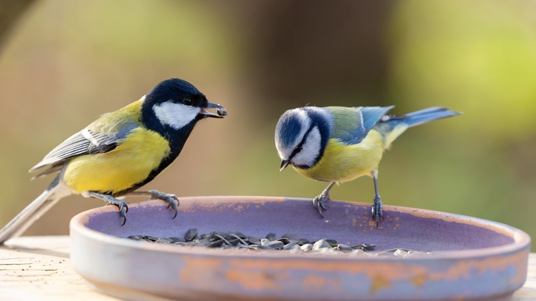 Birds eating seeds