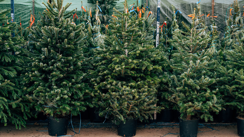 pre cut trees at store