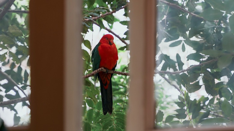 Red bird outside window 