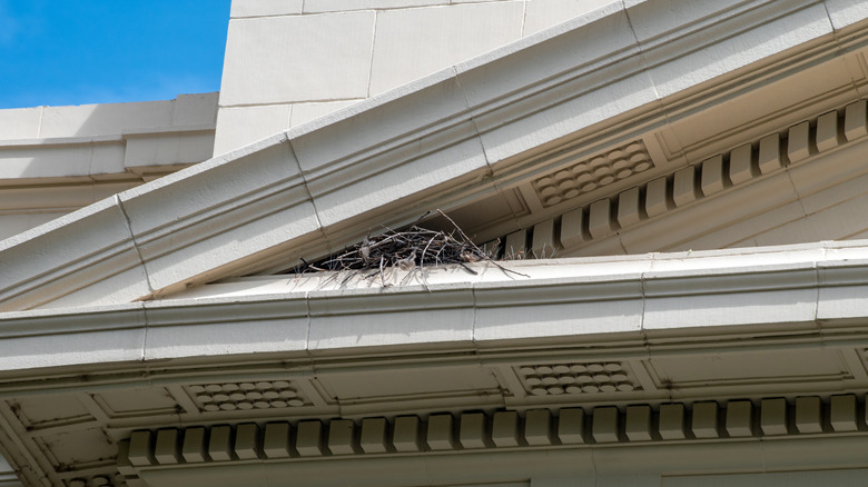 Birds nest in a roof eaves 