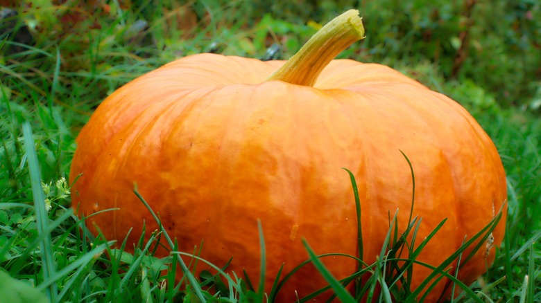 Large pumpkin in garden