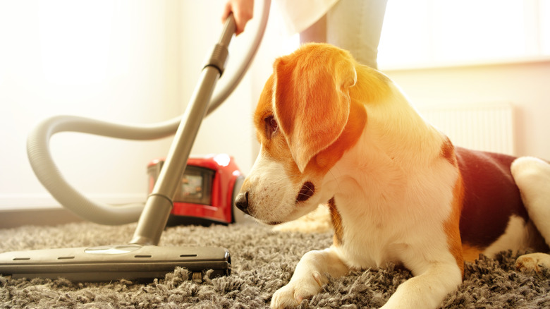Vacuuming area by dog