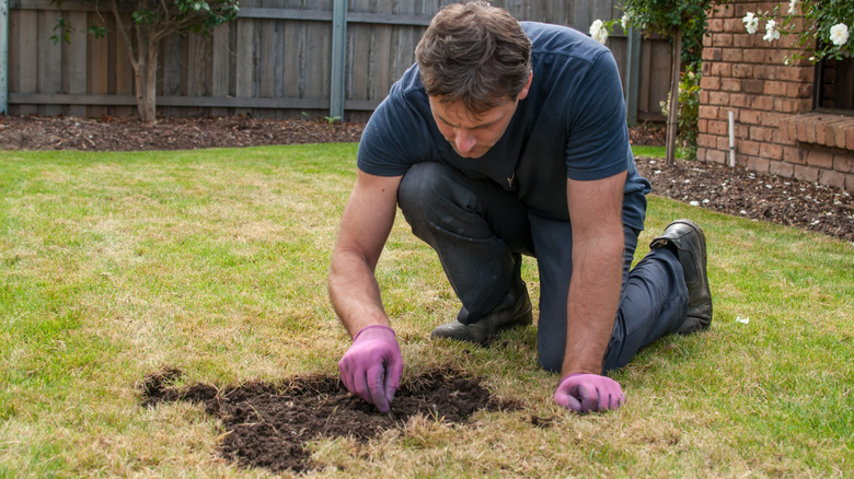 Man examining stressed lawn