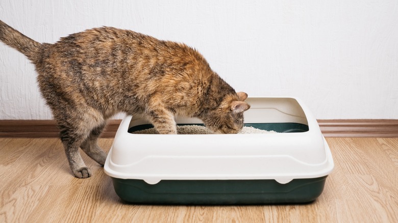 Cat using litter box