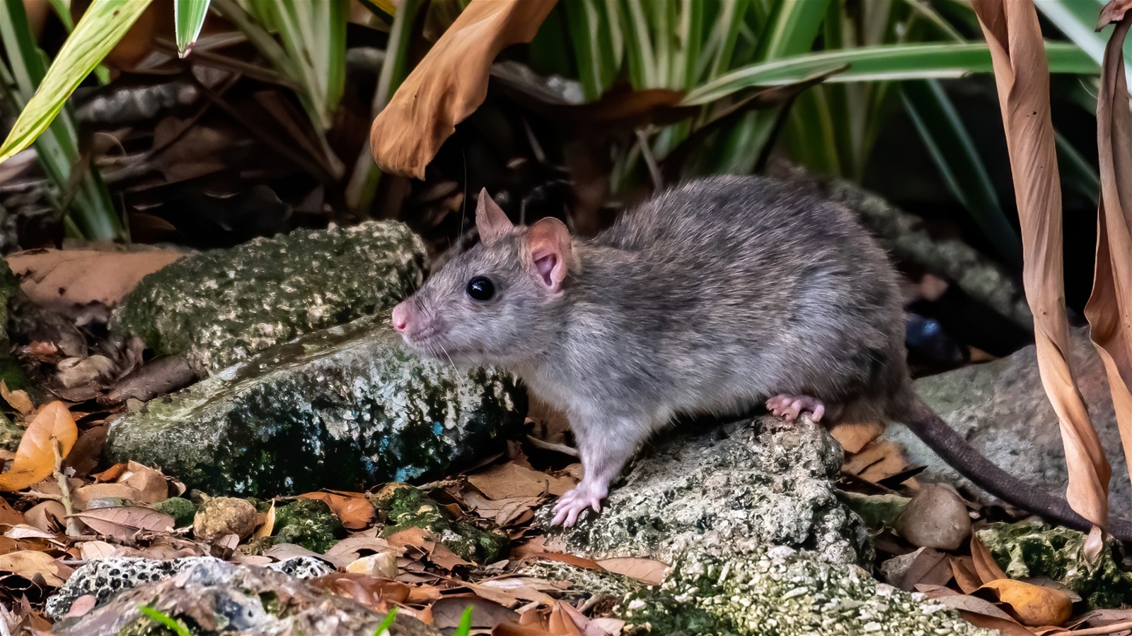 How Your Dog s Droppings May Be Secretly Attracting Rodents To Your Yard