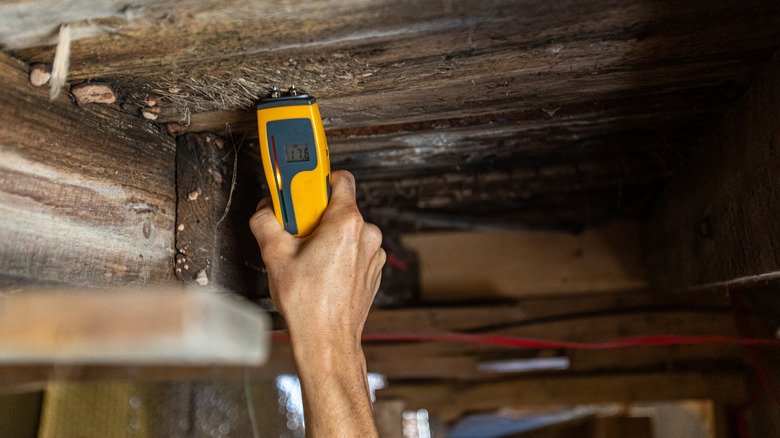 person testing wood for rot