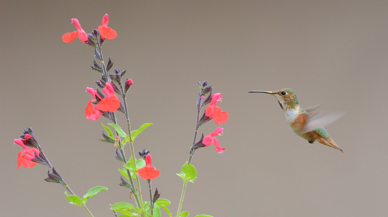 a hummingbird hovering near an autumn sage
