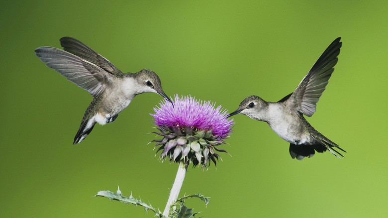 Two hummingbirds hovering on a flower
