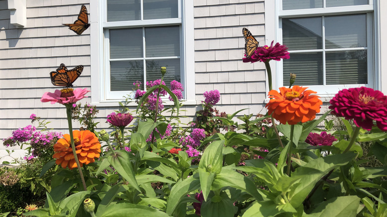 A butterfly perched on a bright-purple aster flower
