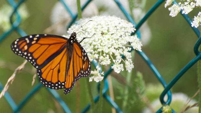 A butterfly drinking from a flower near a blue fence