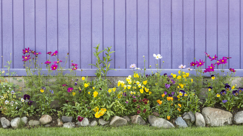 A thriving flower garden planted against a purple fence