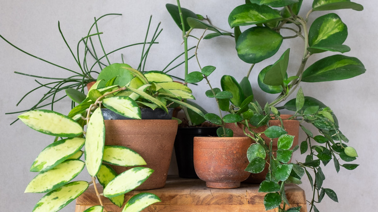 Hoya plant varieties on shelf