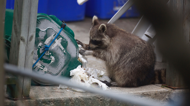raccoon digging in trash