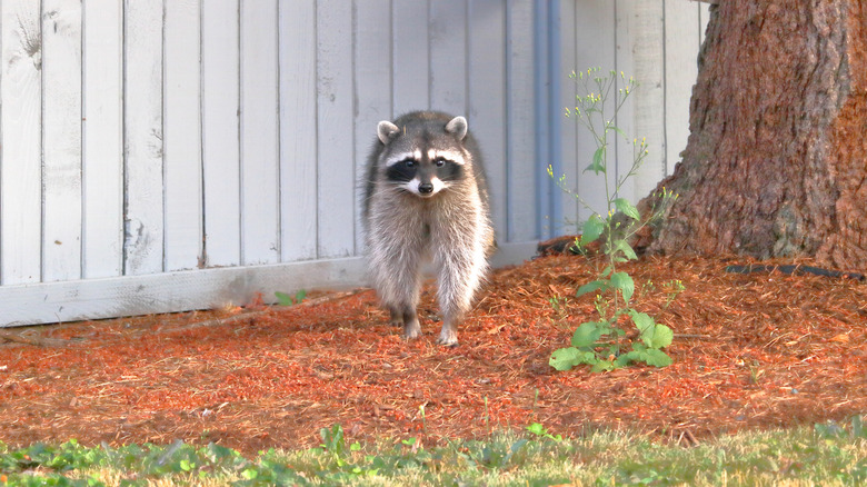 raccoon by tree in yard