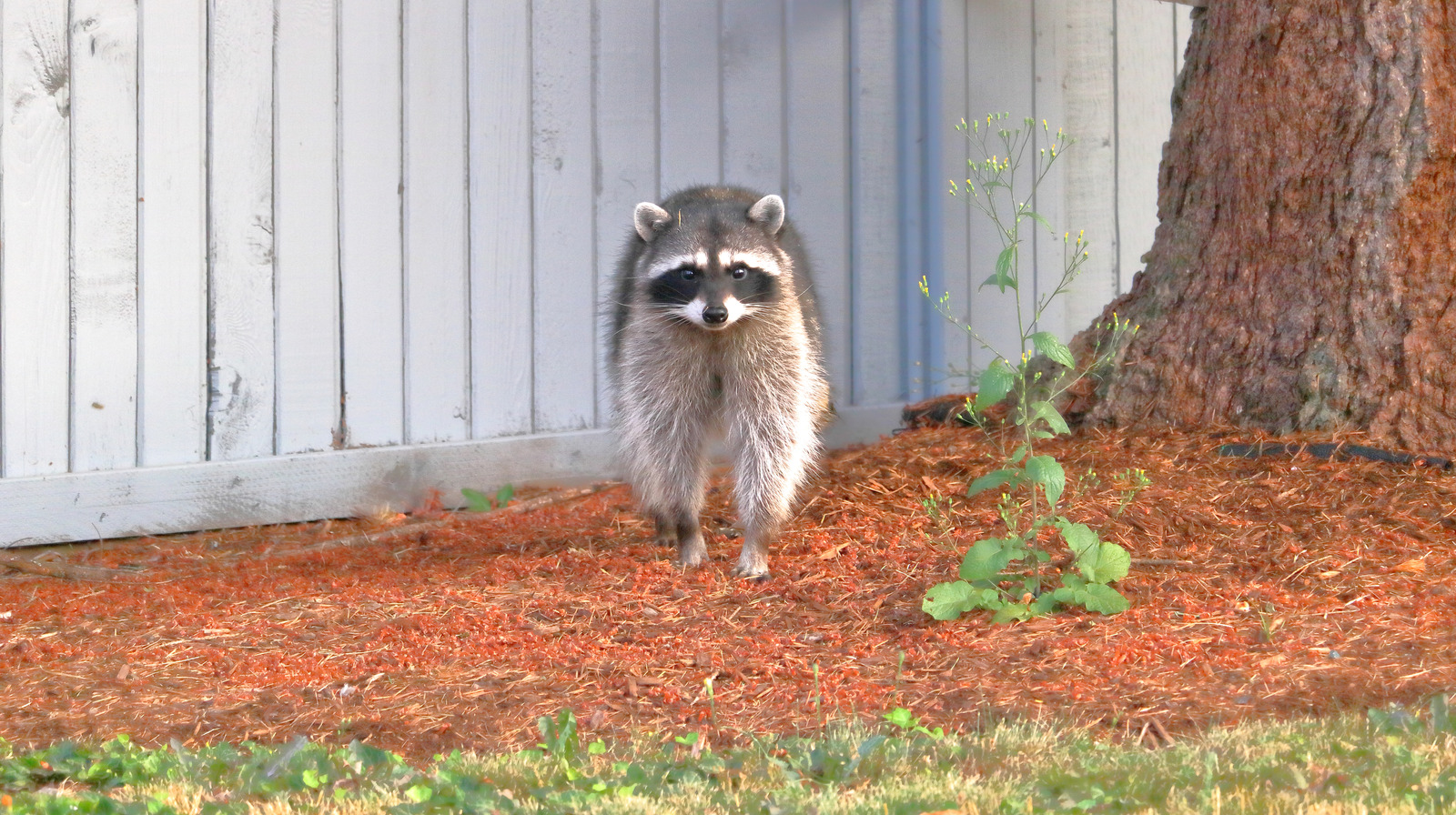 An Expert Explains Humane Methods For Keeping Raccoons Out Of Your Yard