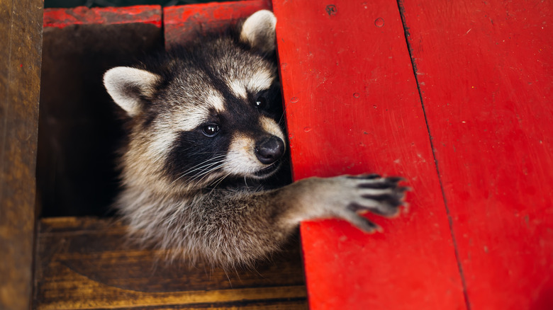 raccoon hiding beneath boards