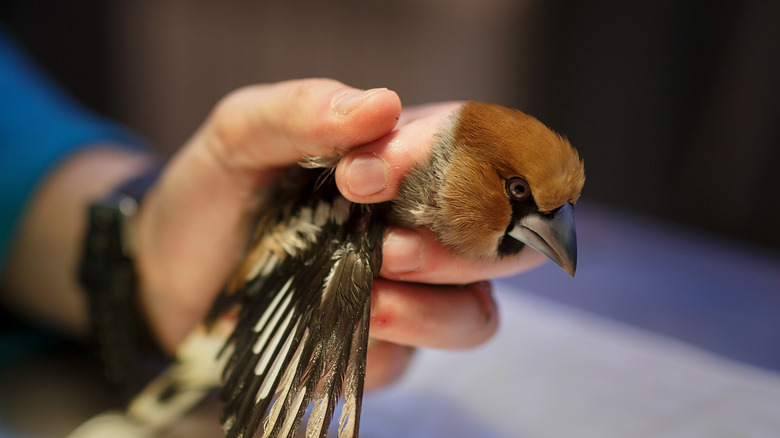 A bird saved from a glue trap