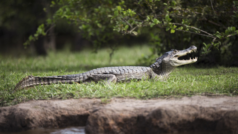 alligator on grass by pond