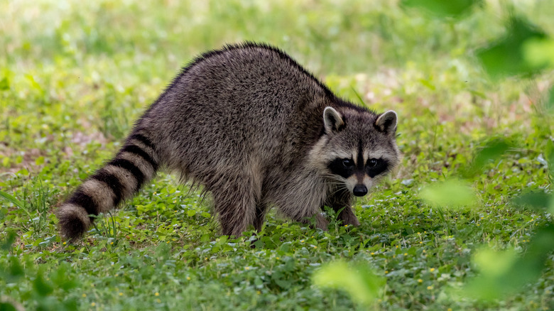 A raccoon walking through the grass