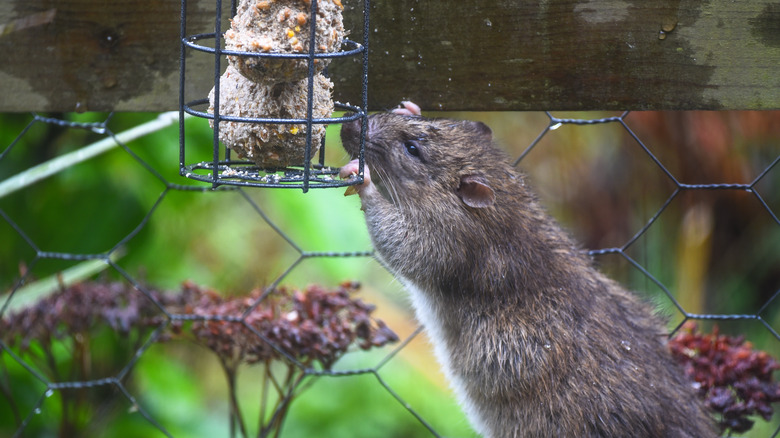 A rodent stealing food 