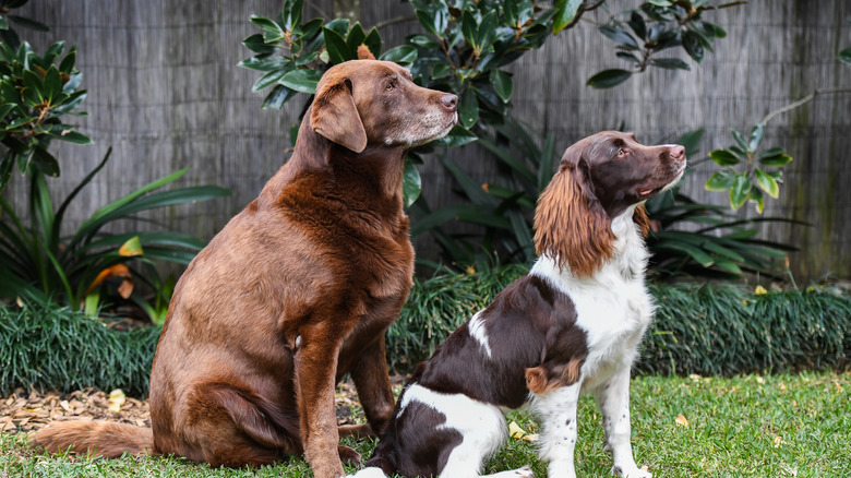 Two dogs in a yard 