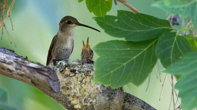 adult hummingbird and hatchling on nest