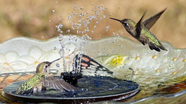 two hummingbirds in a birdbath fountain