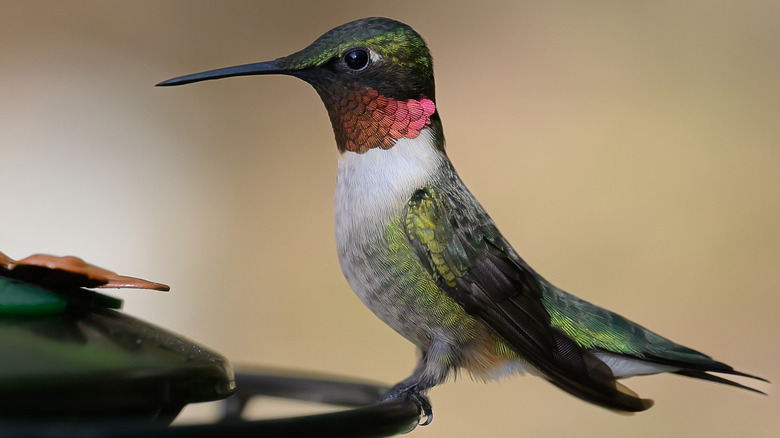 Hummingbird perched on a feeder