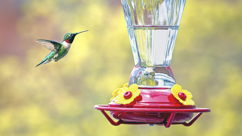 hummingbird flying near feeder