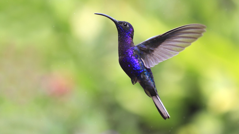 hummingbird flying