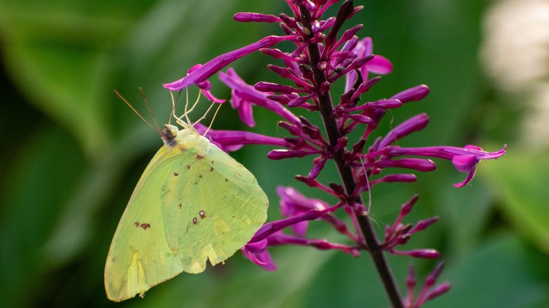 A green and yellow butterfly hanging upsidedown on a purple firespike flower.