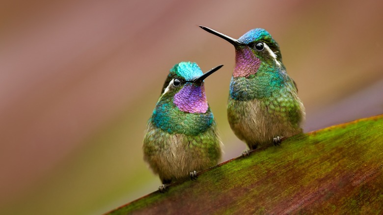 A violet chested hummingbird pair perching together.