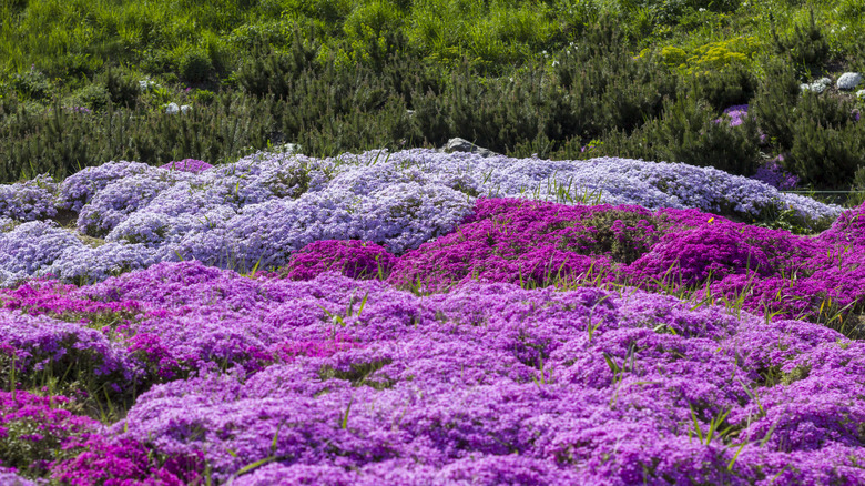 Carpets of pink and purple creeping phlox groundcover