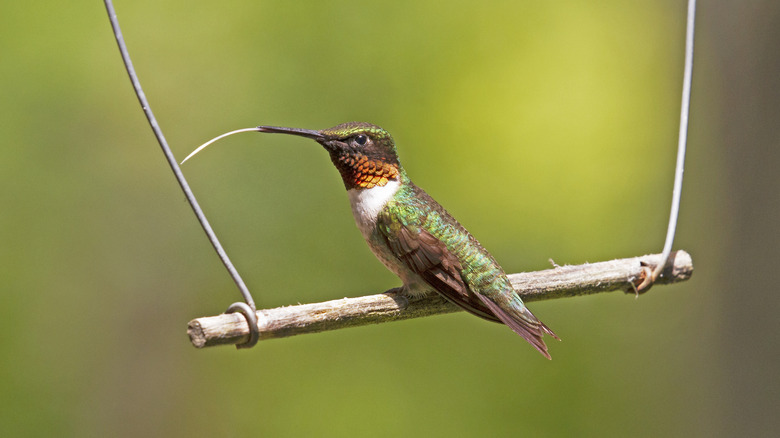 Ruby-throated hummingbird on a small wooden swing