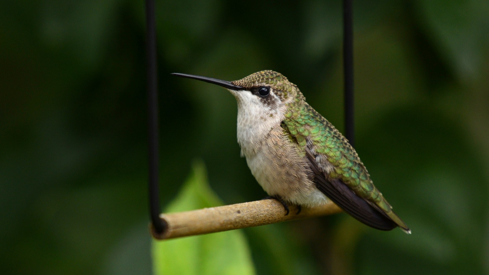 The Best Spot For A Hummingbird Swing In Your Yard (& Why Location Matters)