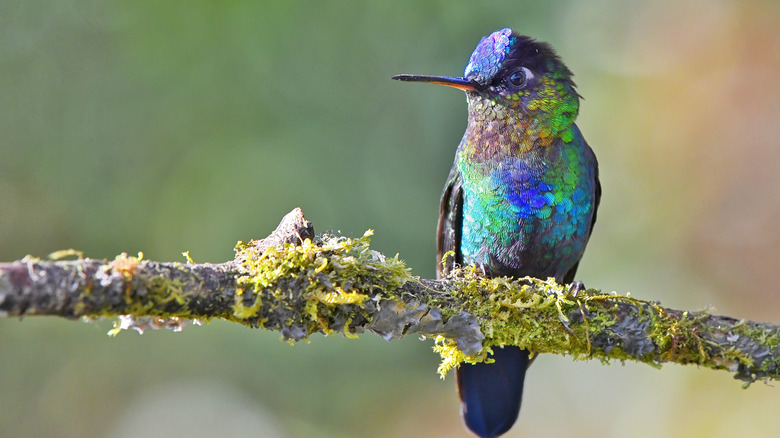 Hummingbird in garden