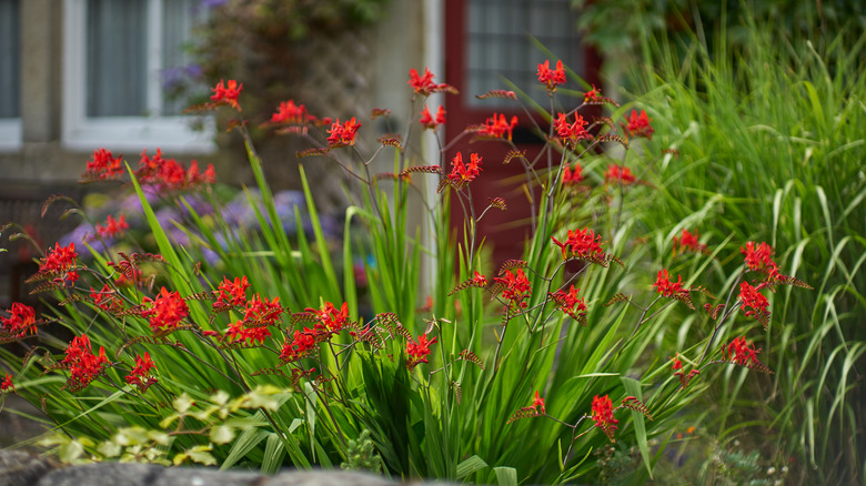 crocosmia flowers in garden