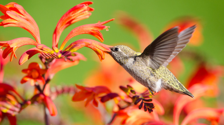 hummingbird feeding from crocosmia flower
