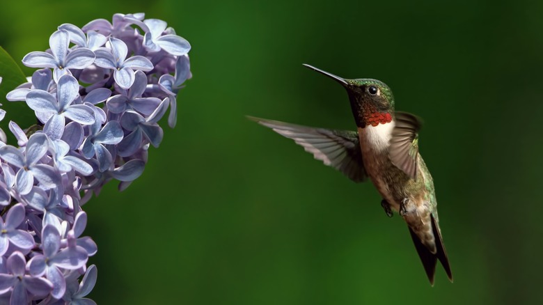 Hummingbird with lilac blooms