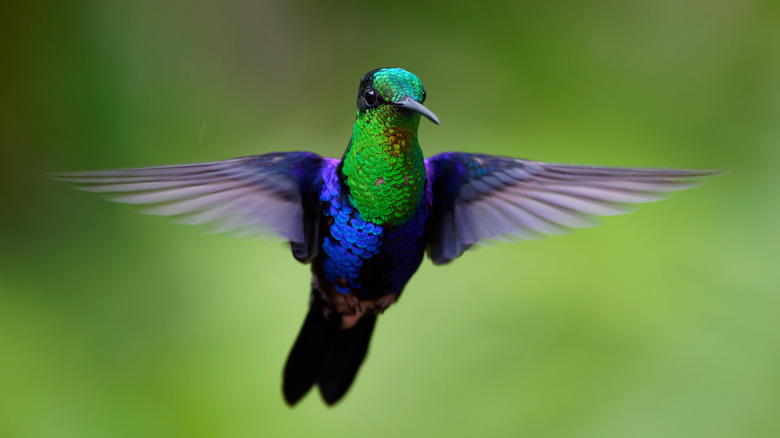 Hummingbird flying