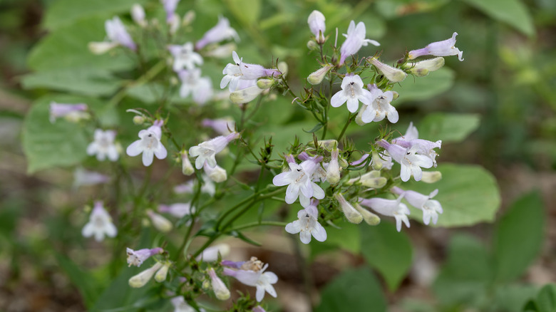 Beardtongues bloom in a garden.