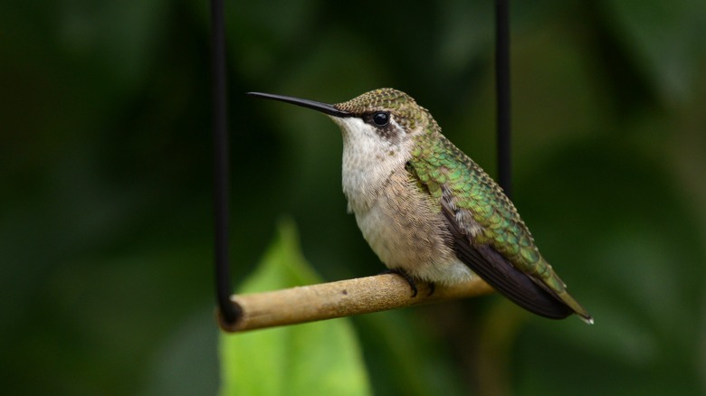 Hummingbird on swing