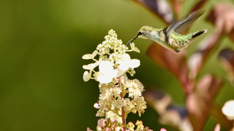 flying hummingbird drinking from hydrangea