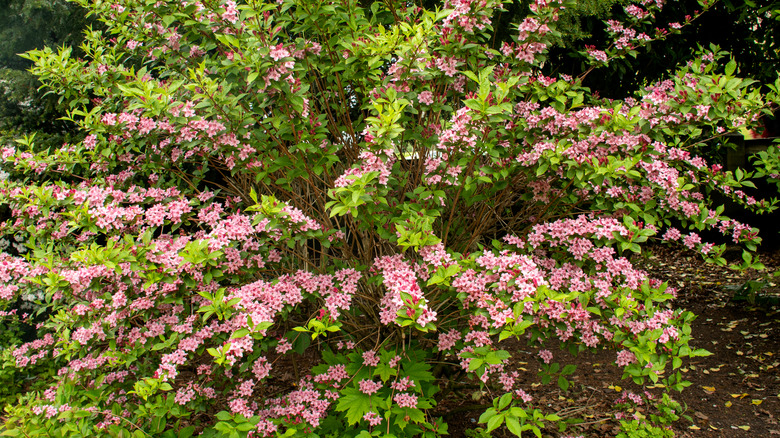 weigela florida in bloom