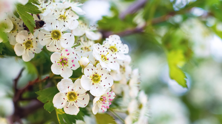 hawthorn tree flowers