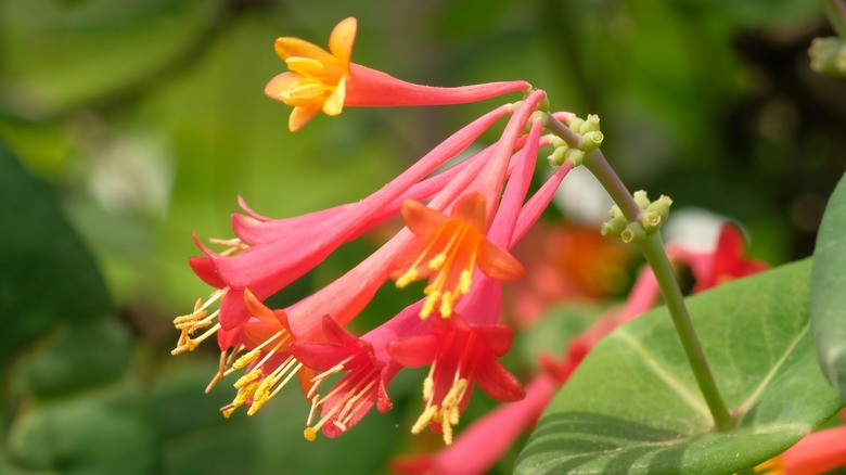lonicera sempervirens in bloom